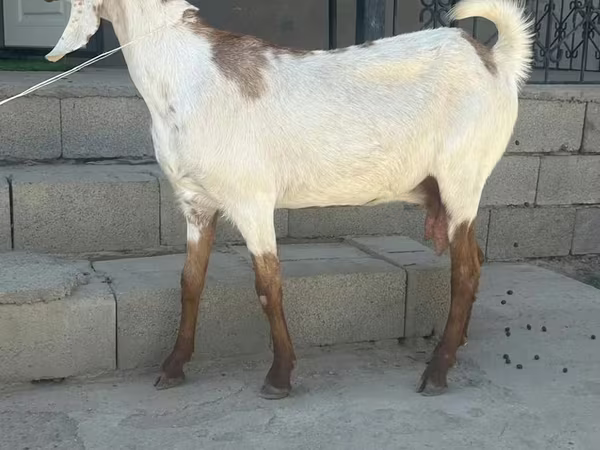 Ziege, Beetal goats