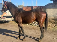 Caballo, Caballos — foto 6