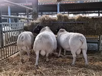 Қошқар, Dorper sheep — 4-сурет