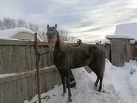 Stute, Orlov Trotter — Foto 4