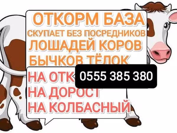 Айғыр, Жылқылар — Қырғызстан