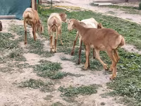 Sheep, Arashan sheep — photo 3