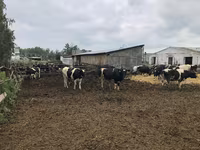 Kuh, Holstein-Rasse — Foto 5