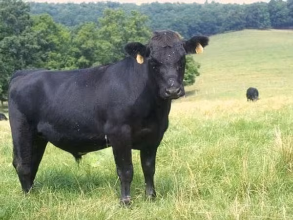 सांड, Simmental cattle — रूस