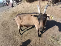 Ziegenbock, Ziegen — Foto 6
