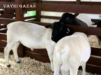 Ram, Sheep — photo 8