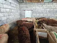 Sheep, Sheep — photo 3