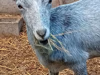 Goat, Saanen goat — photo 1