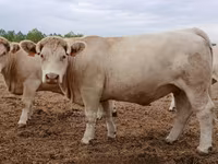 Сиыр, Charolais cattle — 4-сурет
