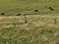Cow, Holstein breed — photo 2