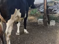 Cow, Russian Black pied cattle — photo 6