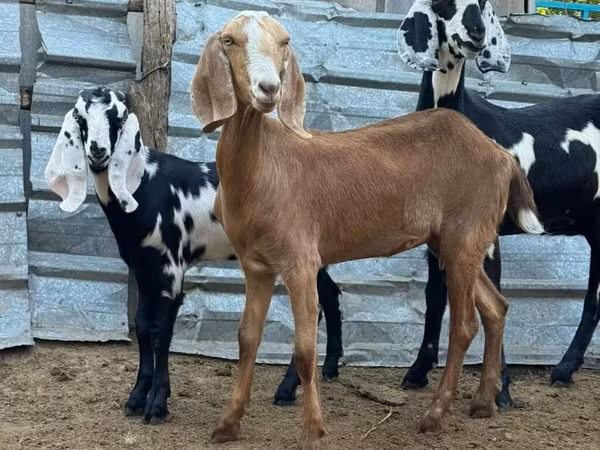 عنزة, Nubian Goat — قيرغيزستان