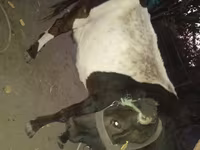 Cow, Holstein breed — photo 2