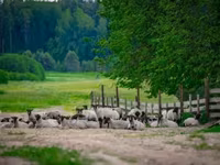 Қошқар, Romanov sheep — 1-сурет