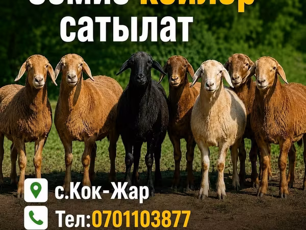 Қошқар, Hissar sheep — Қырғызстан