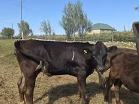 Vaca, Swiss cattle — foto 5