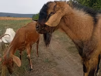 Ziegenbock, Ziegen — Foto 1