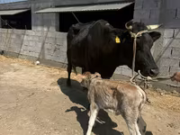 Сиыр, Swiss cattle — 1-сурет