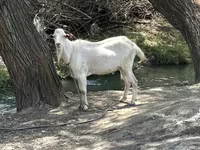 公山羊, Goats — 照片 2