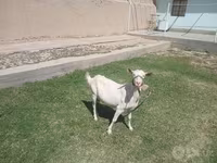 عنزة, Saanen goat — الصورة 4