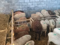 Sheep, Sheep — photo 6
