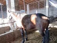 Horse (M), Horses — photo 2