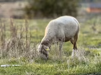 Sheep, Katum sheep — photo 1