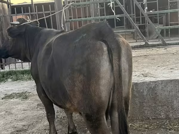Сиыр, Ірі қара