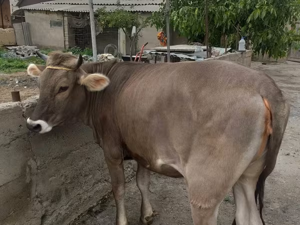 بقرة, Swiss cattle — قيرغيزستان