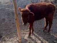 Cow, Cattle — photo 4
