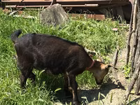 母山羊, Nubian Goat — 照片 5
