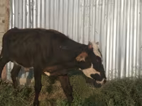 公牛, Holstein breed — 照片 1