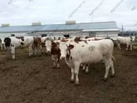 Bull, Holstein breed — photo 2