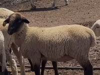 Қошқар, Hampshire sheep — 1-сурет