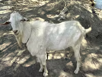 公山羊, Goats — 照片 3