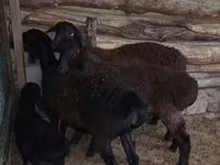 Ram, Sheep — photo 5