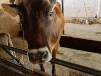 Vaca, Swiss cattle — foto 1