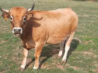 Сиыр, Aubrac cattle — 6-сурет