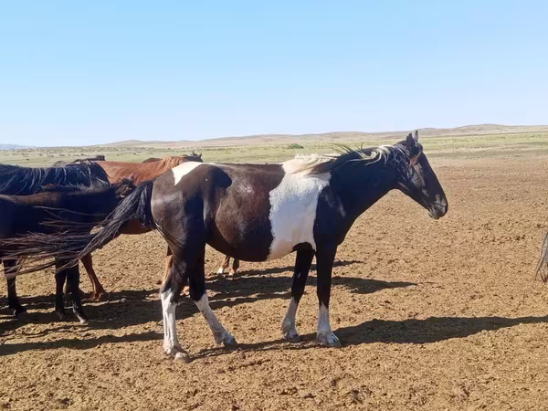 Бие, Pinto horses — Қазақстан