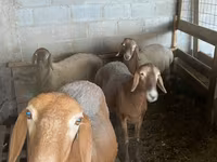 Sheep, Arashan sheep — photo 2