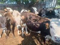 Bull, Cattle — photo 2