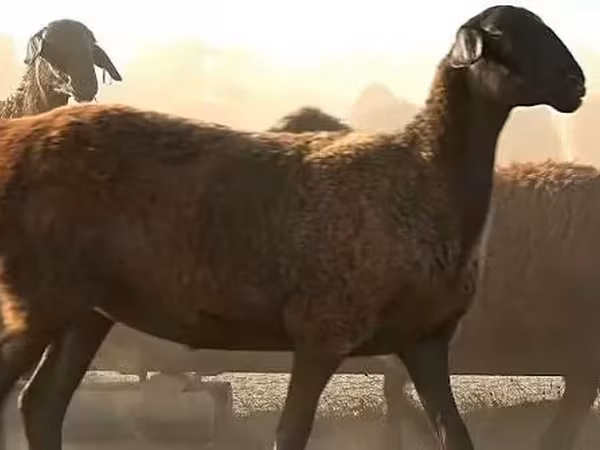 Schaf, Edilbay sheep