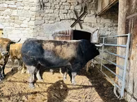 Vaca, Aubrac cattle — foto 1
