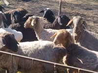 Ram, Sheep — photo 3