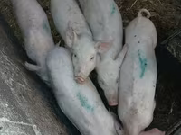 Säue, Schweine — Foto 1