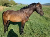 公马, Horses — 照片 3