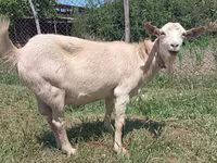 Goat, Saanen goat — photo 4