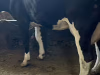 Сиыр, Swiss cattle — 6-сурет
