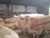 Vaca, Blonde d’Aquitane cattle — foto 2