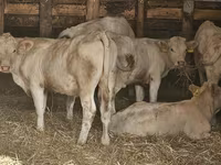 Vaca, Charolais cattle — foto 2